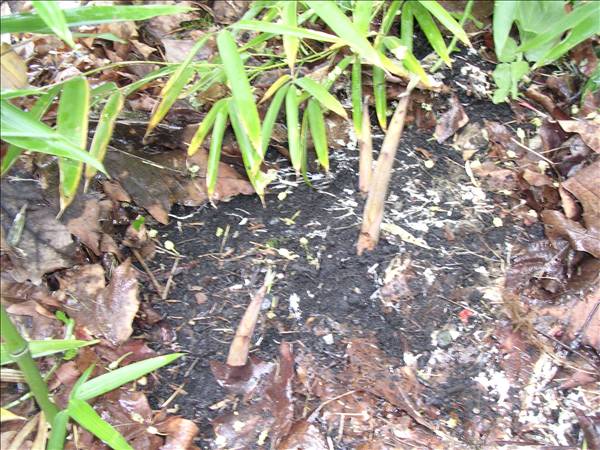 Growing Bamboo Shoot